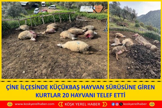 ÇİNE İLÇESİNDE KÜÇÜKBAŞ HAYVAN SÜRÜSÜNE GİREN KURTLAR 20 HAYVANI TELEF ETTİ