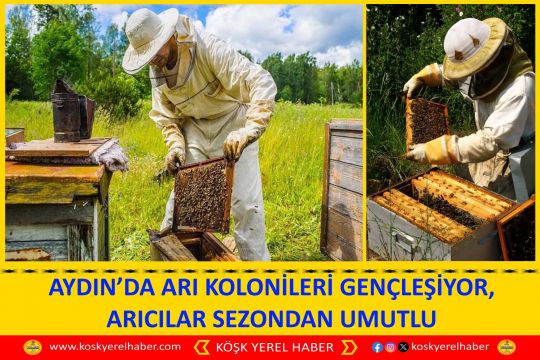 AYDIN’DA ARI KOLONİLERİ GENÇLEŞİYOR, ARICILAR SEZONDAN UMUTLU