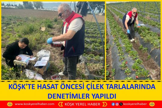 KÖŞK'TE HASAT ÖNCESİ ÇİLEK TARLALARINDA DENETİMLER YAPILDI