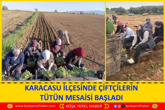 KARACASU İLÇESİNDE ÇİFTÇİLERİN TÜTÜN MESAİSİ BAŞLADI