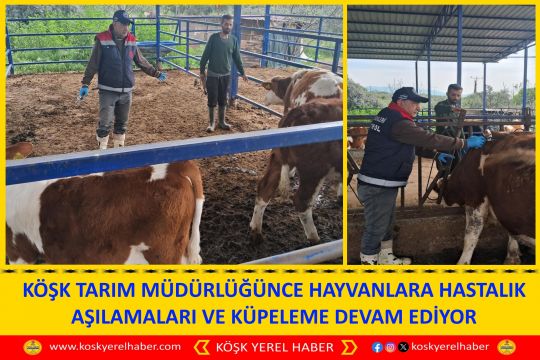 KÖŞK TARIM MÜDÜRLÜĞÜNCE HAYVANLARA HASTALIK AŞILAMALARI VE KÜPELEME DEVAM EDİYOR