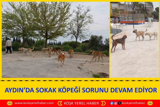 AYDIN’DA SOKAK KÖPEĞİ SORUNU DEVAM EDİYOR