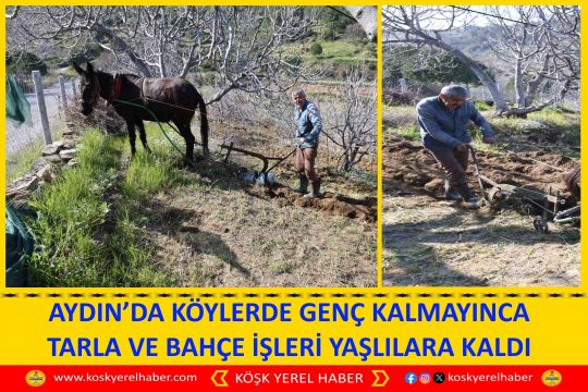 AYDIN’DA KÖYLERDE GENÇ KALMAYINCA TARLA VE BAHÇE İŞLERİ YAŞLILARA KALDI