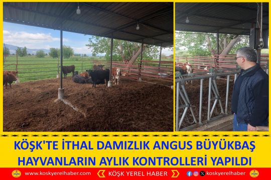 KÖŞK'TE İTHAL DAMIZLIK ANGUS BÜYÜKBAŞ HAYVANLARIN AYLIK KONTROLLERİ YAPILDI