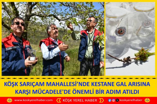 KÖŞK SARIÇAM MAHALLESİ’NDE KESTANE GAL ARISINA KARŞI MÜCADELE'DE ÖNEMLİ BİR ADIM ATILDI