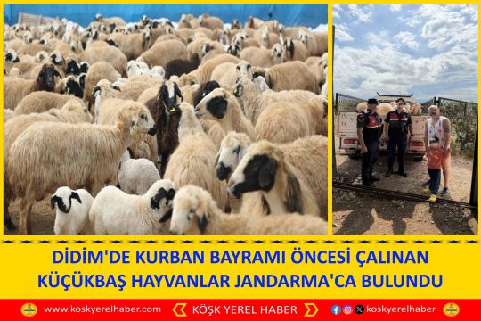 DİDİM'DE KURBAN BAYRAMI ÖNCESİ ÇALINAN KÜÇÜKBAŞ HAYVANLAR JANDARMA'CA BULUNDU
