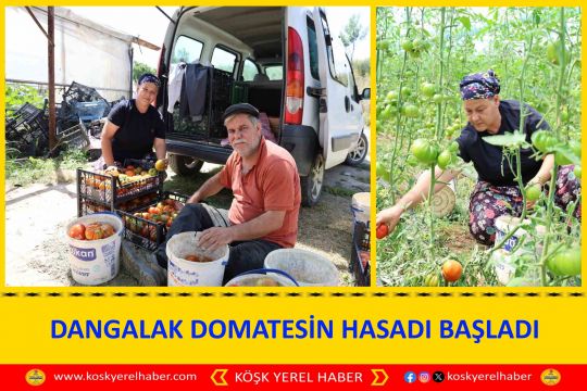 DANGALAK DOMATESİN HASADI BAŞLADI