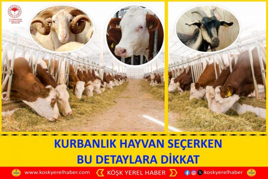 KURBANLIK HAYVAN SEÇERKEN BU DETAYLARA DİKKAT