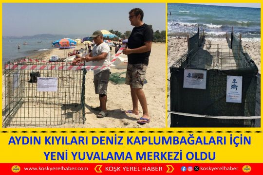 AYDIN KIYILARI DENİZ KAPLUMBAĞALARI İÇİN YENİ YUVALAMA MERKEZİ OLDU