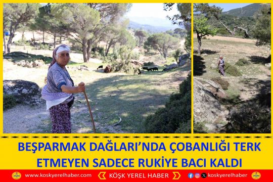 BEŞPARMAK DAĞLARI’NDA ÇOBANLIĞI TERK ETMEYEN SADECE RUKİYE BACI KALDI