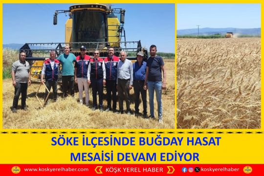  SÖKE İLÇESİNDE BUĞDAY HASAT MESAİSİ DEVAM EDİYOR
