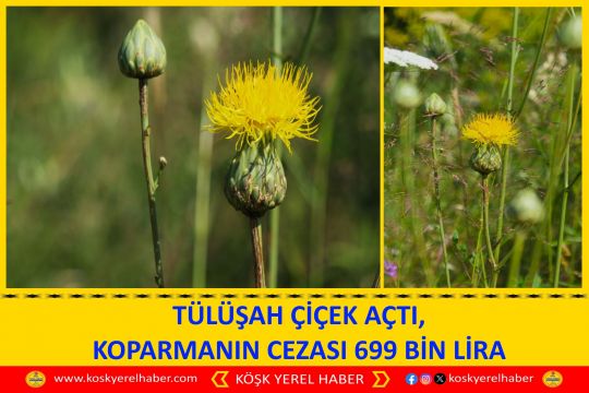 TÜLÜŞAH ÇİÇEK AÇTI, KOPARMANIN CEZASI 699 BİN LİRA