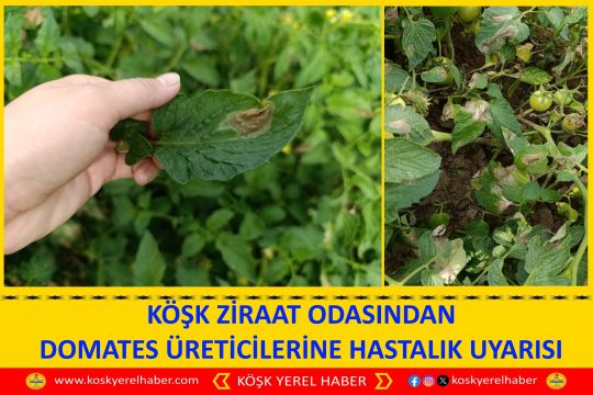 KÖŞK ZİRAAT ODASINDAN DOMATES ÜRETİCİLERİNE HASTALIK UYARISI