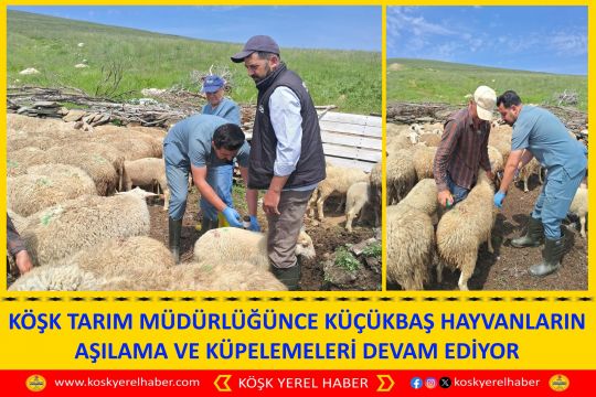 KÖŞK TARIM MÜDÜRLÜĞÜNCE KÜÇÜKBAŞ HAYVANLARIN AŞILAMA VE KÜPELEMELERİ DEVAM EDİYOR