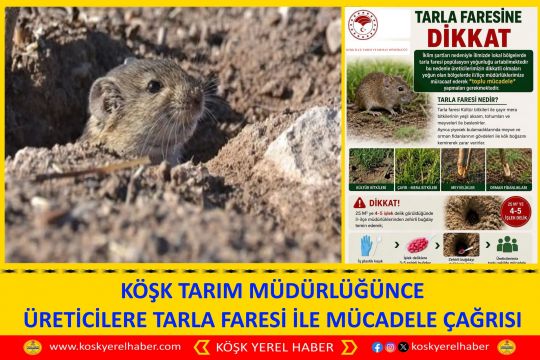 KÖŞK TARIM MÜDÜRLÜĞÜNCE ÜRETİCİLERE TARLA FARESİ İLE MÜCADELE ÇAĞRISI