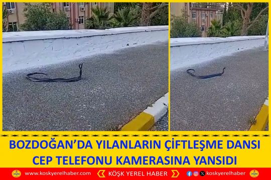 BOZDOĞAN’DA YILANLARIN ÇİFTLEŞME DANSI CEP TELEFONU KAMERASINA YANSIDI