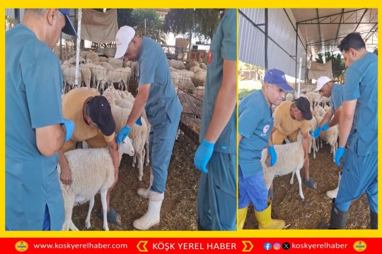 KÖŞK TARIM MÜDÜRLÜĞÜ KÜÇÜKBAŞ HAYVAN KİMLİKLENDİRME ÇALIŞMALARI DEVAM EDİYOR