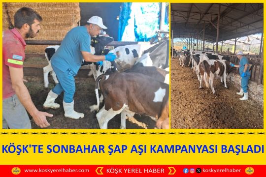 KÖŞK'TE SONBAHAR ŞAP AŞI KAMPANYASI BAŞLADI