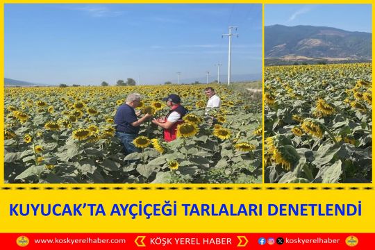 KUYUCAK’TA AYÇİÇEĞİ TARLALARI DENETLENDİ