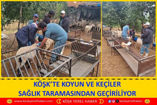 KÖŞK’TE KOYUN VE KEÇİLER SAĞLIK TARAMASINDAN GEÇİRİLİYOR
