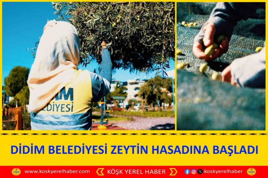 DİDİM BELEDİYESİ ZEYTİN HASADINA BAŞLADI