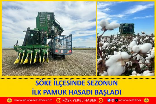 SÖKE İLÇESİNDE SEZONUN İLK PAMUK HASADI BAŞLADI