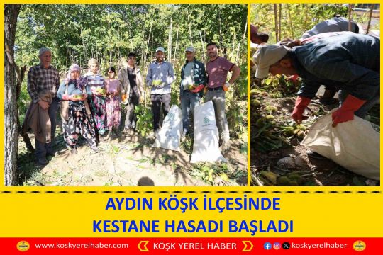 AYDIN KÖŞK İLÇESİNDE KESTANE HASADI BAŞLADI