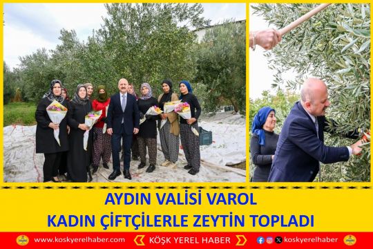 AYDIN VALİSİ VAROL KADIN ÇİFTÇİLERLE ZEYTİN TOPLADI