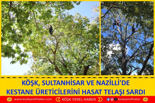 KÖŞK, SULTANHİSAR VE NAZİLLİ'DE KESTANE ÜRETİCİLERİNİ HASAT TELAŞI SARDI