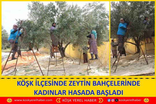 KÖŞK İLÇESİNDE ZEYTİN BAHÇELERİNDE KADINLAR HASADA BAŞLADI