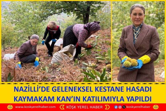 NAZİLLİ’DE GELENEKSEL KESTANE HASADI KAYMAKAM KAN’IN KATILIMIYLA YAPILDI