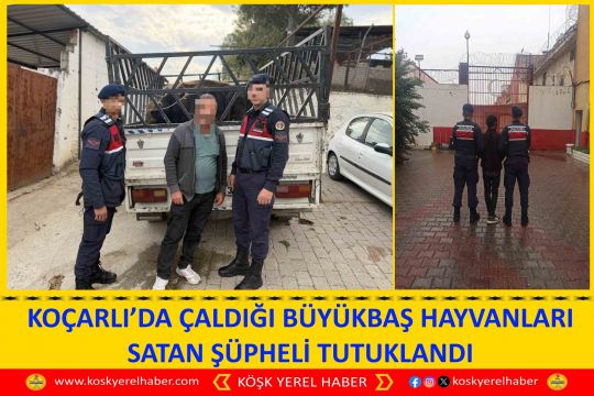 KOÇARLI’DA ÇALDIĞI BÜYÜKBAŞ HAYVANLARI SATAN ŞÜPHELİ TUTUKLANDI